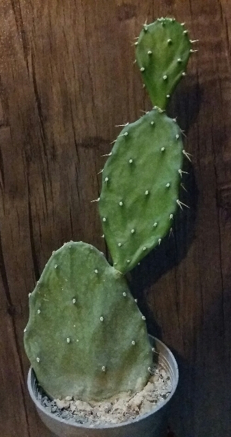 تصویر پرسش و پاسخ گیاه